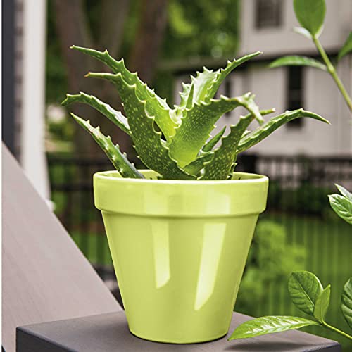 12 oz Krylon K05512007 Citrus Green COLORmaxx Paint & Primer Spray Paint, Gloss - Image 3