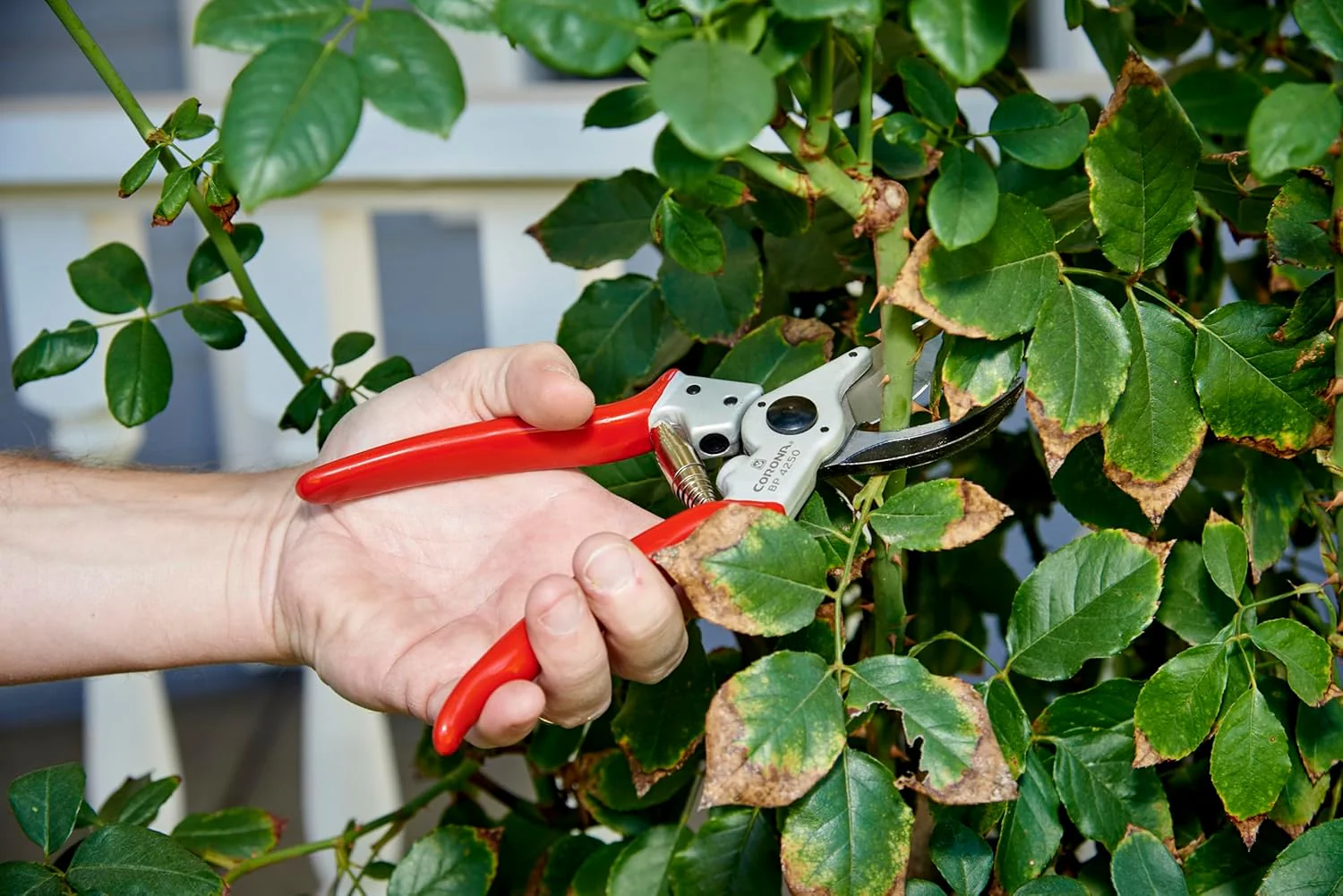 Corona BP4250 Forged Steel Aluminum Handles Bypass Hand Pruner - 1 inch Cut Capacity Stem and Branch Garden Shears, Red - Image 3