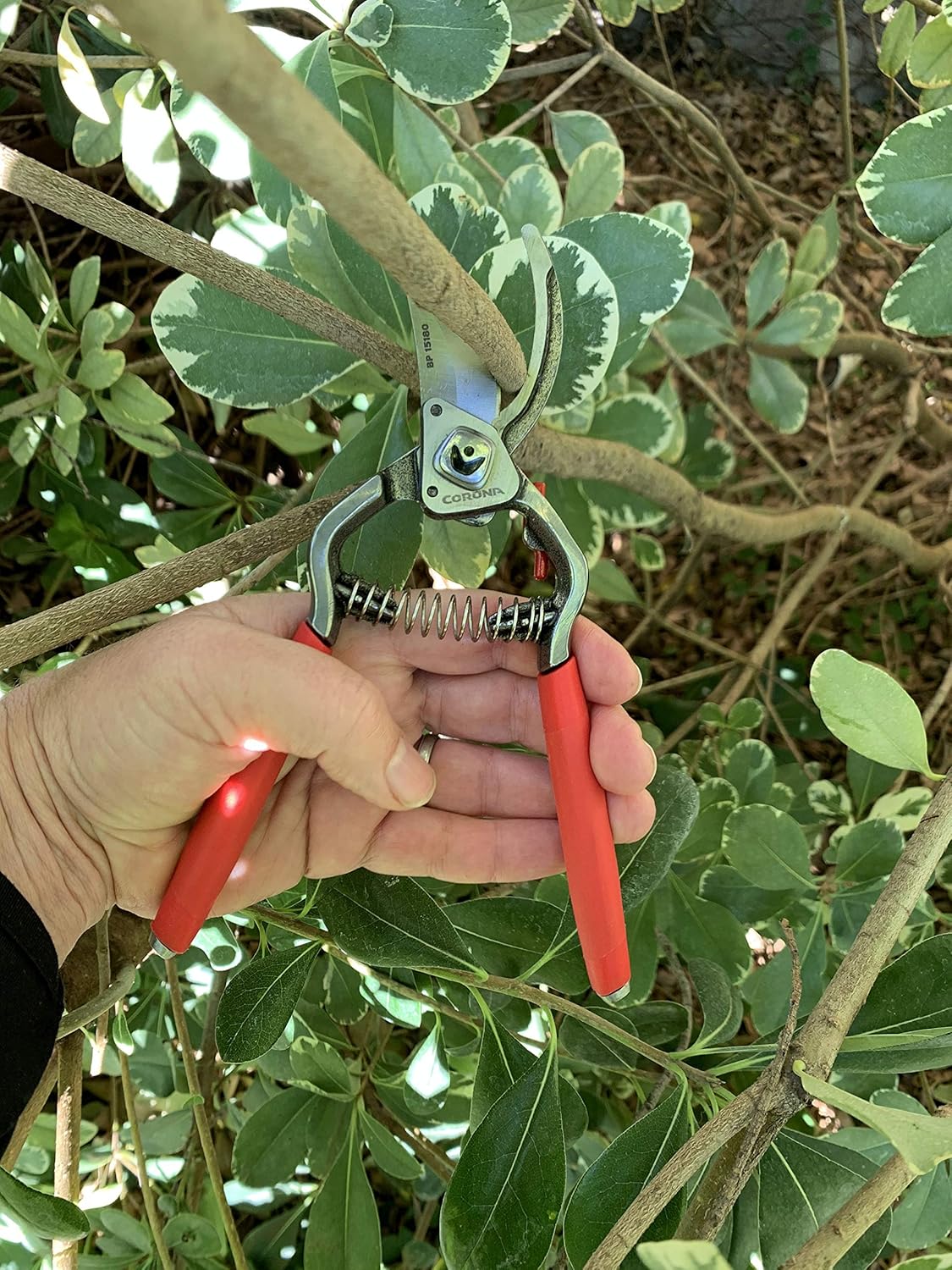 Corona BP15180 Forged Steel ClassicCUT Bypass Hand Pruner - 1 inch Cut Capacity Stem and Branch Garden Shears, Red - Image 10