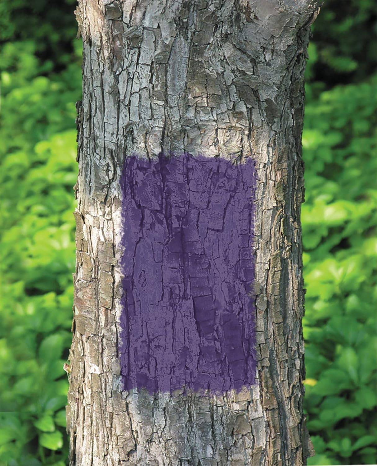 Rust-Oleum 270970 Specialty No Hunting Purple Spray Paint, 12 oz (Pack of 6) - Image 3